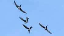Flugshow der Alpensegler..