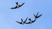 Flugshow der Alpensegler..