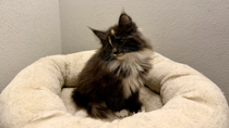 Vega, 10,5 Woche alt