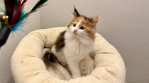 Valeria, 10,5 Wochen alt