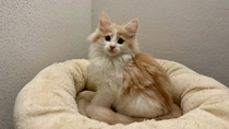 Vito, 10,5 Woche alt