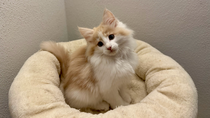 Vito, 10,5 Woche alt