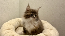 Venus, 10,5 Wochen alt