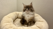 Venus, 10,5 Wochen alt