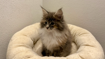Venus, 10,5 Wochen alt