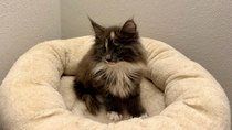 Vega, 10,5 Woche alt