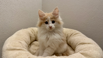 Vito, 10,5 Woche alt