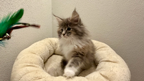 Venus, 10,5 Wochen alt