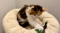 Valeria, 10,5 Wochen alt