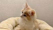 Vito, 10,5 Woche alt