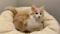 Vito, 10,5 Woche alt