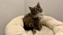 Vega, 10,5 Woche alt