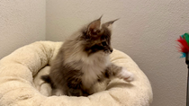 Venus, 10,5 Wochen alt