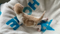 Vito, 1 Woche alt