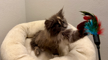 Vega, 10,5 Woche alt