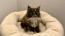 Vega, 10,5 Woche alt