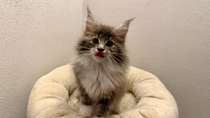 Venus, 10,5 Wochen alt