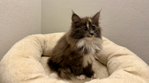 Vega, 10,5 Woche alt
