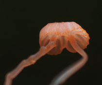 Varenmycena 