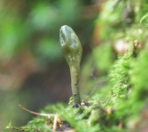 Groene aardtong 