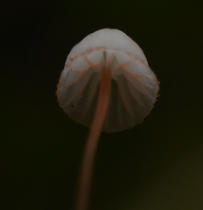 Varenmycena 