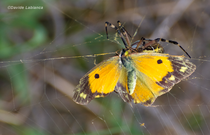 argiope bruennichi con preda - appena catturata