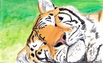 sleepy Tiger A5 - 2015 sold