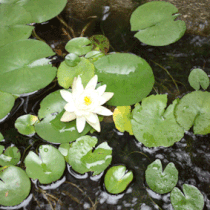 ハスの花