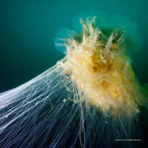Rød Brennmanet / Lion's Mane Jellyfish / Gelbe Haarqualle - Hinnøya 2014 © Robert Hansen