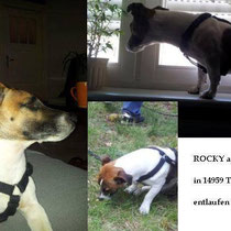 Rocky war der Fundhund im Tierheim Berlin