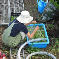 富山市呉羽の畑で無農薬の青紫蘇を収穫