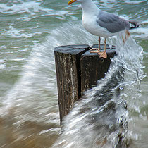 Regina Schneider noch trocken 2013