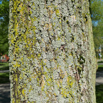 Stamm-Detail Borke überwachsen mit gelbgrüner und grauer Krustenflechte, Foto H.Kuhlen, Aufnahmedatum 09.05.2016