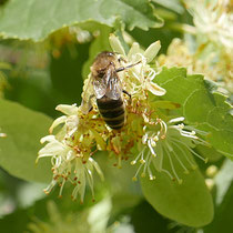 Biene bei der Nektar-Suche auf Blüten der Winter-Linde. Foto H.Kuhlen