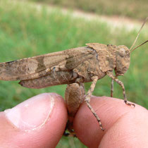 Blauflügelige Ödlandschrecke - Foto: NABU/I. Ludwichowski