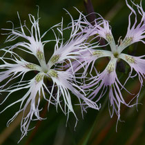 Prachtnelke (Dianthus superbus) - Foto: NABU/H. Werner