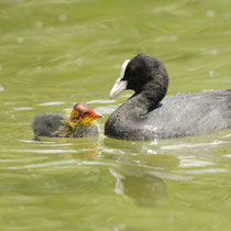 Blässhuhn mit Küken - Foto: NABU/T. Dove