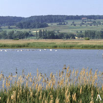 Die unter Schutz stehende Flachwasserzone bietet die benötigte Ruhe bei der Mauser - Foto: NABU/A. Hafen