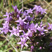 Blüte des Deutschen Enzians - Foto: NABU/C. Balthasar