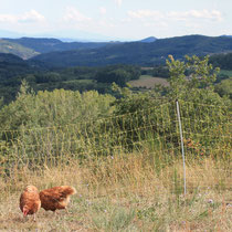 Vue depuis le parc des poules