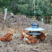 Poules en plein air