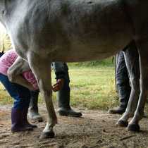 Members will clean hooves each Horse Time.