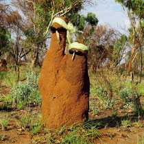 Termitenhügel Wi + Gi