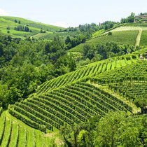 Colline di Strevi