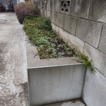 まずはすべての植物や雑草を取り除き、しっかり整地します。