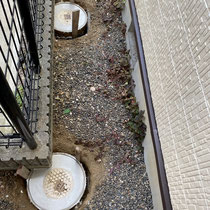 白セメントで仕上げてから、固まるまで養生期間を置きます。