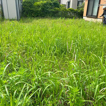 まずは除草剤の散布から工事がスタート。