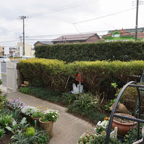 所狭しと植えられた植物で。足の踏み場がせまく混みいった印象でした。