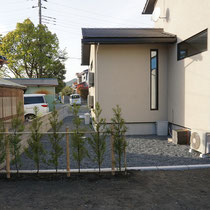 将来道路との目隠しになるイヌマキ生垣を植えました。