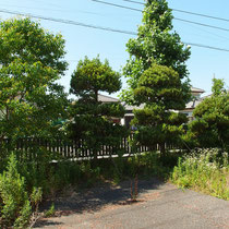 着工前、雑草と植木が一体化してしまいそうなエリア、イヌマキも昔ながらの玉造りなので、一旦バッサリと剪定します。